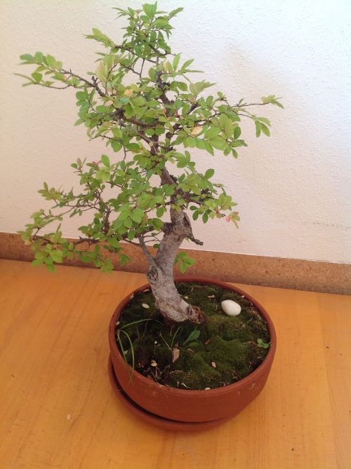 bonsai tree potted plant