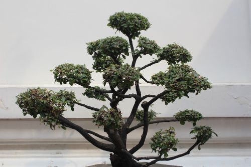 bonsai tree decoration