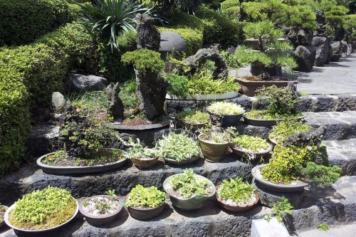 bonsai jeju island bonsai botanical garden