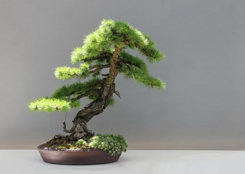 bonsai larch japan