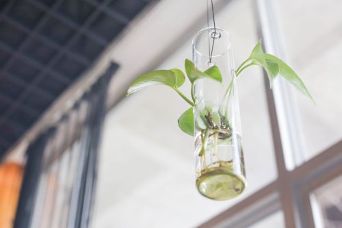 bonsai glass biology