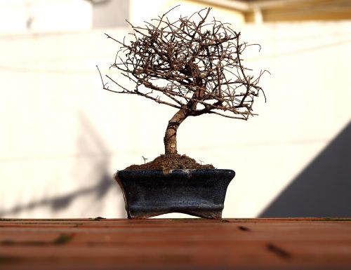 bonsai tree flowerpot