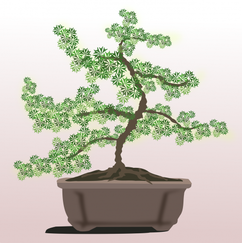 bonsai clip art flora