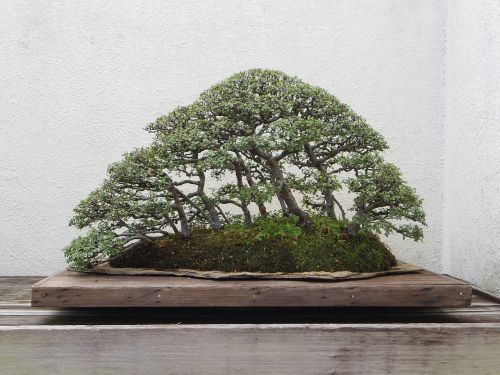 bonsai tree nature