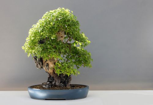 bonsai maple bonsai háromerű maple
