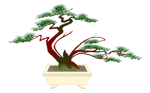 bonsai miniature pine