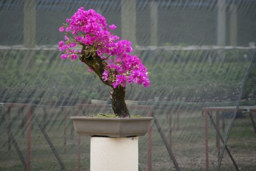 bonsai flying tree