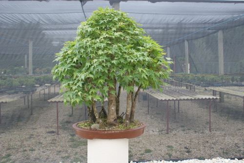 bonsai flying tree