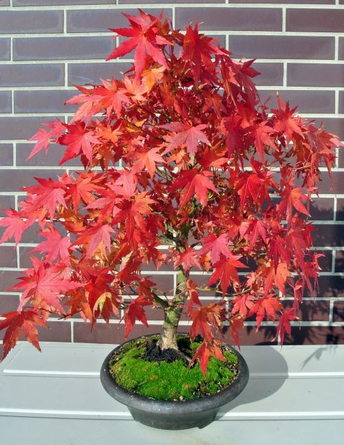 bonsai maple fall foliage