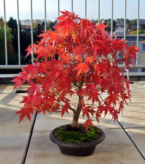 bonsai maple autumn