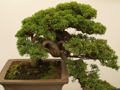 bonsai tree minature