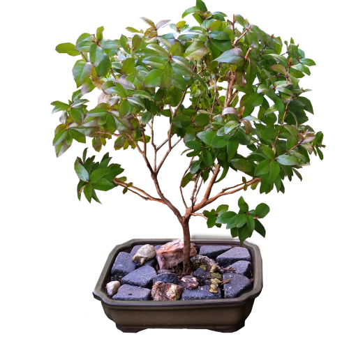 bonsai myrtle tree