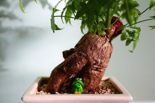 bonsai frog buddha