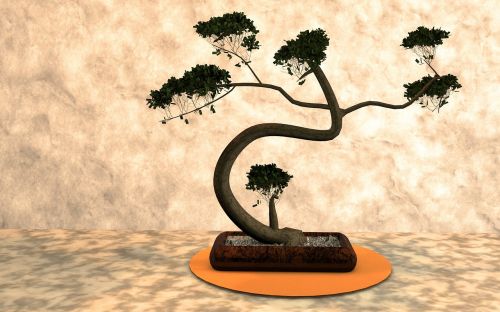 bonsai plant harmony