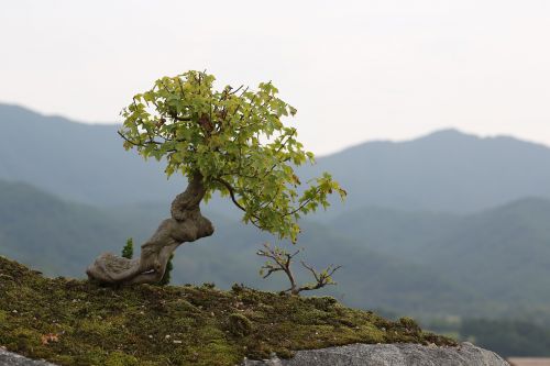 bonsai love park gurye