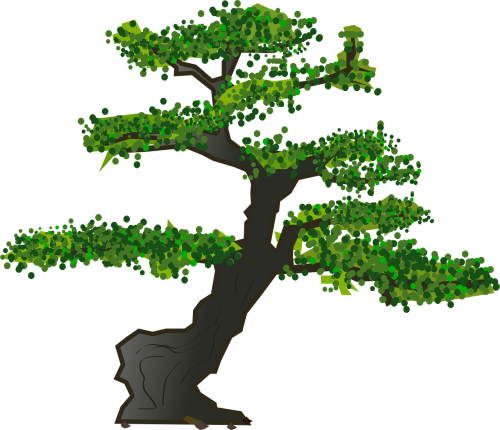 bonsai tree leaves