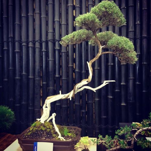 bonsai tree nature