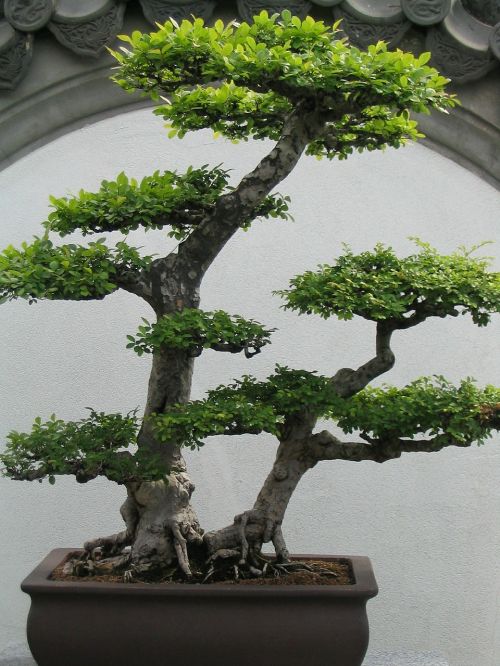 bonsai bonsai tree small