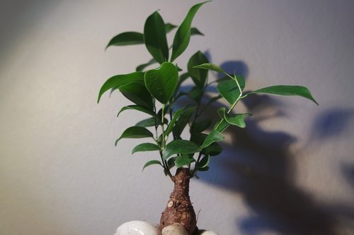 bonsai  tree  indoor