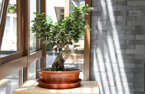 bonsai  tree  green plants