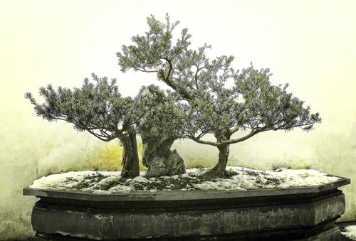 bonsai  tree  winter