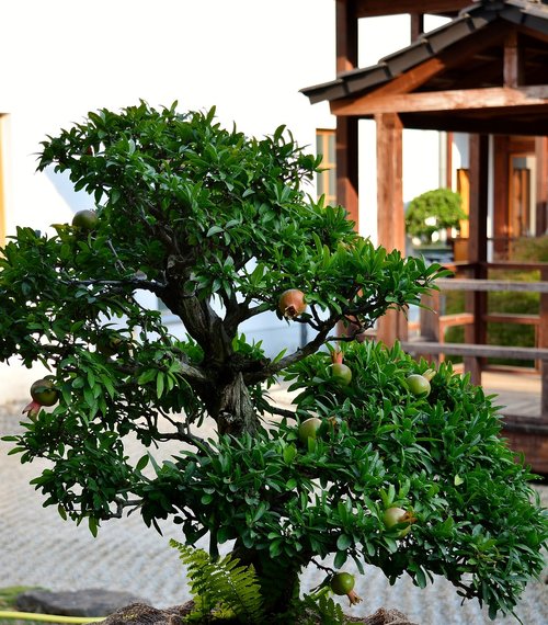 bonsai  pomegranate tree  japanese garden