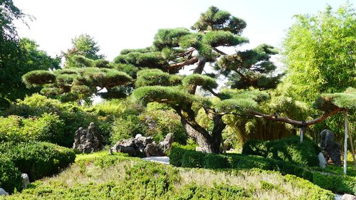 bonsai  giant bonsai  garden