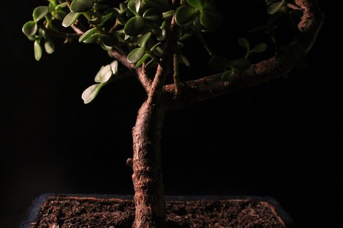 bonsai  plant  shadow play