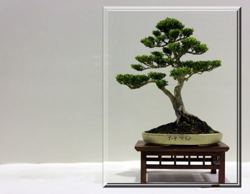 bonsai tree small