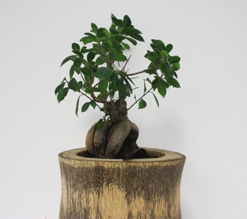 bonsai tree office