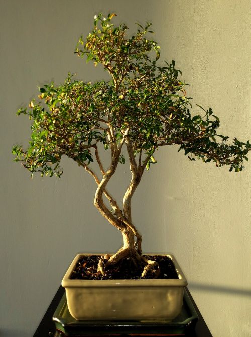 bonsai leafs green