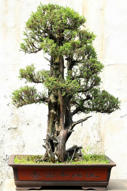 bonsai tree plant