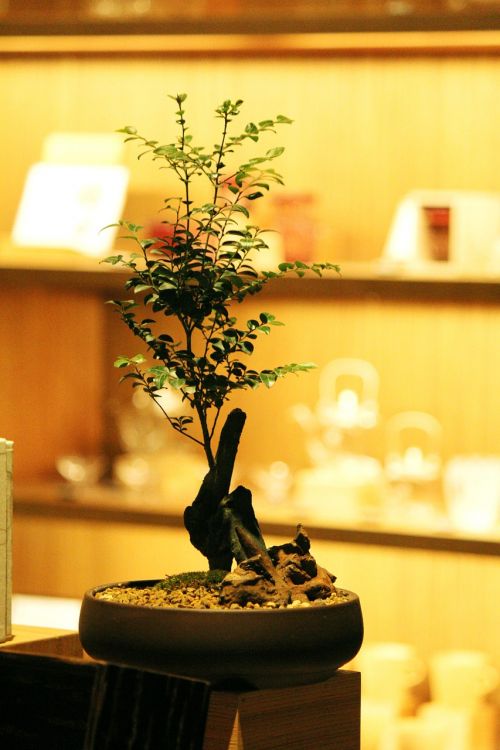 bonsai potted plants fresh