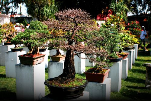 bonsai tree flowers