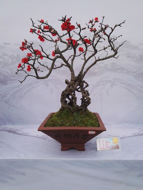 bonsai exhibition flower kumquat