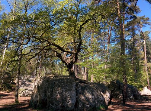 bonsai oak canon rock oak