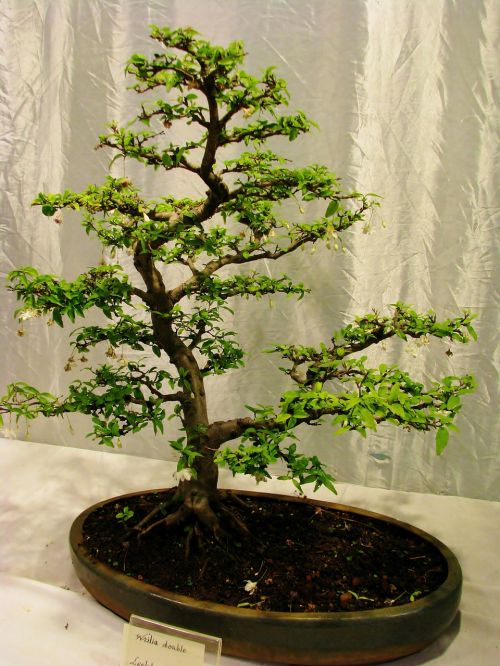 bonsai tree plant small