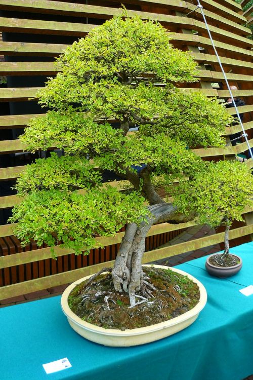 bonsai tree green tree an unusual tree