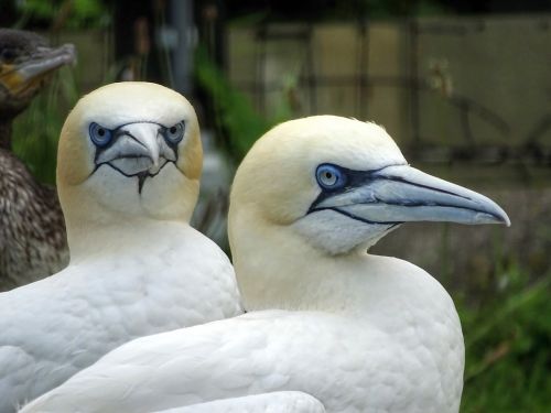 boobies northern gannet sea birds