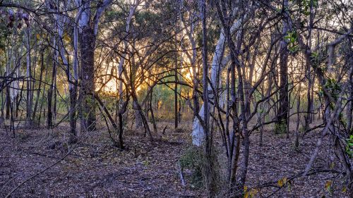 boobook owls australian bush sunrise photo
