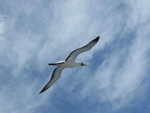 booby seagull abrolhos
