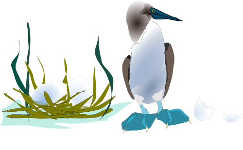 booby seabird waterfowl