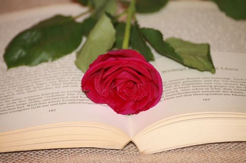 book read rose