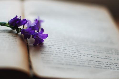 book flower violet