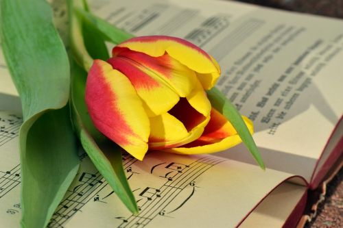 book tulip romantic