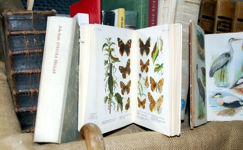 books butterflies birds