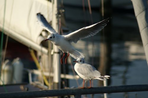 boot sailing boat gull