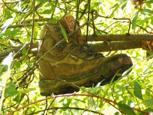 boot hiking tree