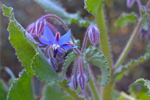 borage purple flower nature