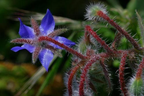 borage flower nature